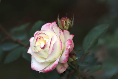 Close-up of pink rose