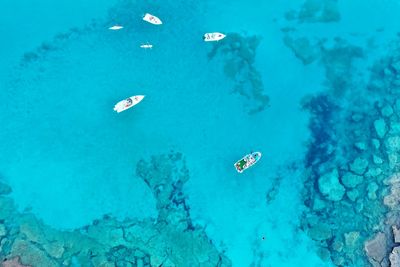 High angle view of fishes swimming in sea