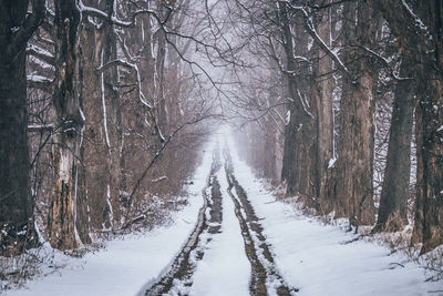 Snow covered trees in forest against sky