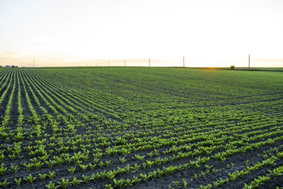 Scenic view of agricultural field against clear sky