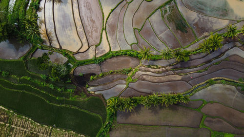 Scenic view of agricultural field