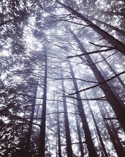 Low angle view of trees in forest against sky