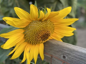 Close-up of sunflower