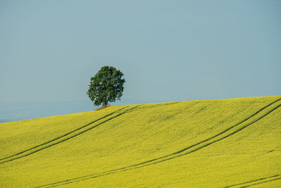 Single tree on field against clear sky