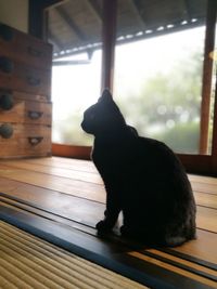 Close-up of cat sitting on window