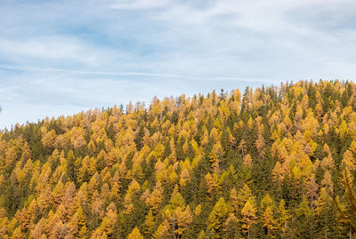 Orange yellow autumn larch trees forest with blue sky above. autumn or fall forest background.