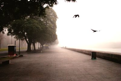 View of birds flying over the lake