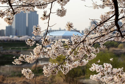 Close-up of white flowers blooming in park