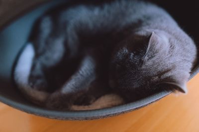 Close-up of cat sleeping