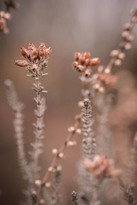 Close-up of wilted flowering plant