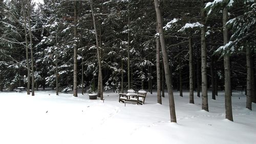 Trees on snow covered landscape