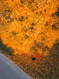 Full frame shot of yellow autumn leaf on road