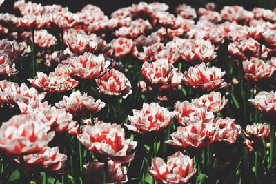 Close-up of pink flowers