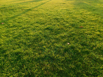 Full frame shot of field