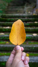 Close-up of hand holding autumn leaves