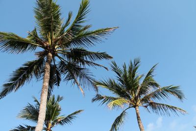 Low angle view of palm trees against blue sky