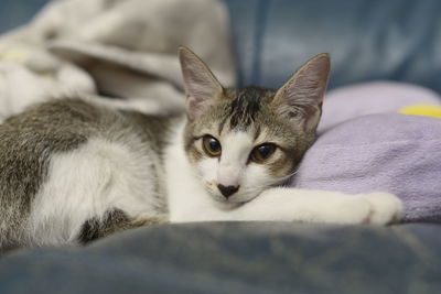 Close-up portrait of a cat