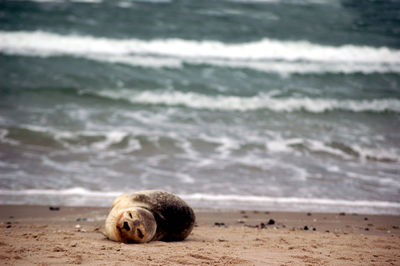 Dead seal washed up on the beach.