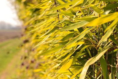 Close-up of fresh green plant in field