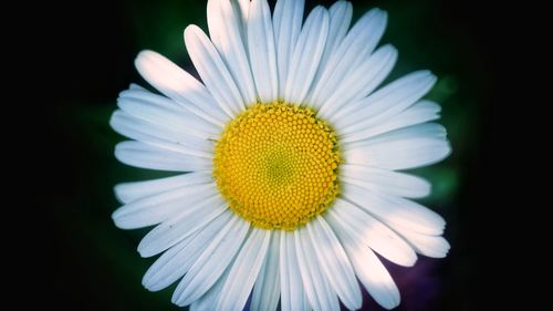 Close-up of white flower blooming against black background