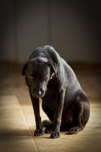 Portrait of dog at home