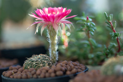 Close-up of pink flowering plant