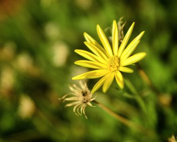 Close-up of yellow flower