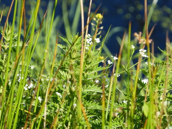 Close-up of fresh green grass in field