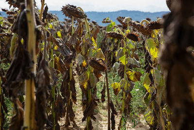 Close-up of dries sunflowers field against sky