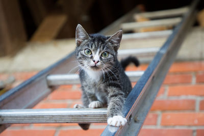 Close-up portrait of cat on ladder