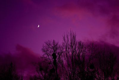 Low angle view of trees against sky at dusk