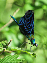 Close-up of butterfly on leaf