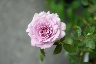 Purple rose with green leaf