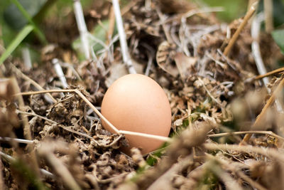 Brown egg in nest