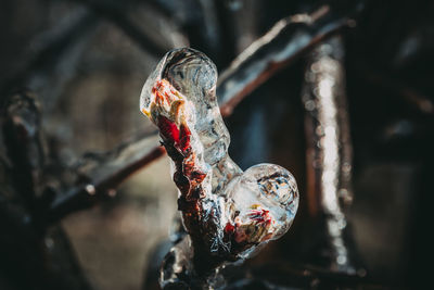 Close-up of rusty chain