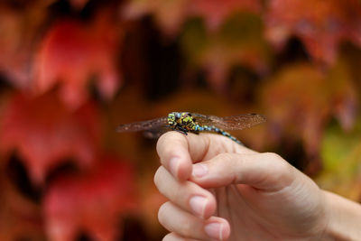 Top portrait of green and blue dragonfly on human hand witch red leaves copyspace