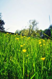 Yellow flowers growing on field