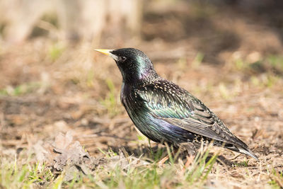 Close-up of a bird perching on a field