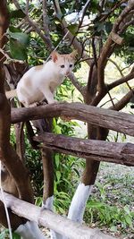 Cat lying on tree