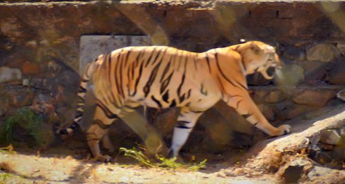 Cat in zoo