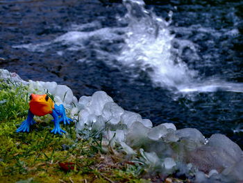 Close-up of flowers in water