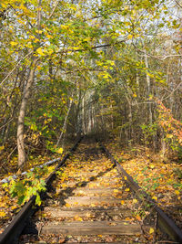 Trees in forest during autumn