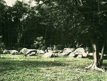 Cows grazing on grassy field