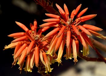 Close-up of orange flowering plant