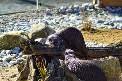 View of otters on rock