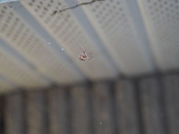 Close-up of spider on web