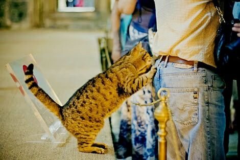 indoors, men, lifestyles, focus on foreground, person, leisure activity, holding, animal themes, one animal, unrecognizable person, midsection, incidental people, casual clothing, selective focus, low section