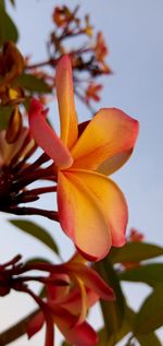 Close-up of orange flowering plant