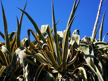 Close-up of succulent plant against blue sky