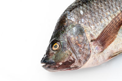 Close-up of fish